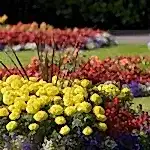 Mevsimlik Çiçek Dikimi