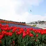 Mevsimlik Çiçek Dikimi