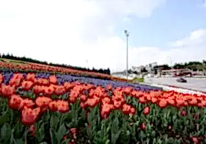 Mevsimlik Çiçek Dikimi