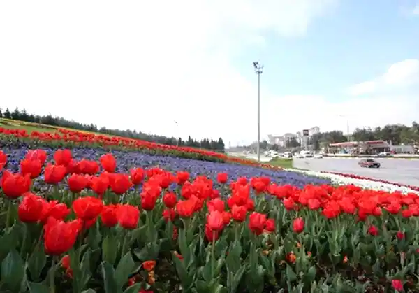 Mevsimlik Çiçek Dikimi