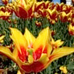 Mevsimlik Çiçek Dikimi