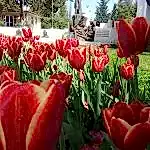 Mevsimlik Çiçek Dikimi