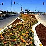 Mevsimlik Çiçek Dikimi