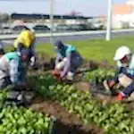 Mevsimlik Çiçek Dikimi