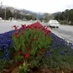 Mevsimlik Çiçek Dikimi