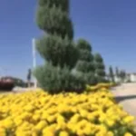 Mevsimlik Çiçek Dikimi