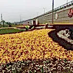 Mevsimlik Çiçek Dikimi