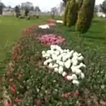 Mevsimlik Çiçek Dikimi