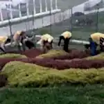 Park ve Yeşil Alan Bakımı