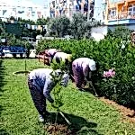 Park ve Yeşil Alan Bakımı