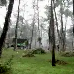 Park ve Yeşil Alan Bakımı