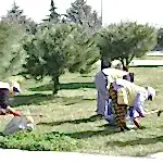 Park ve Yeşil Alan Bakımı