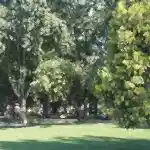 Park ve Yeşil Alan Bakımı