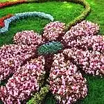 Saksı ve Sepet Çeşitleri