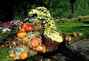 Saksı ve Sepet Çeşitleri