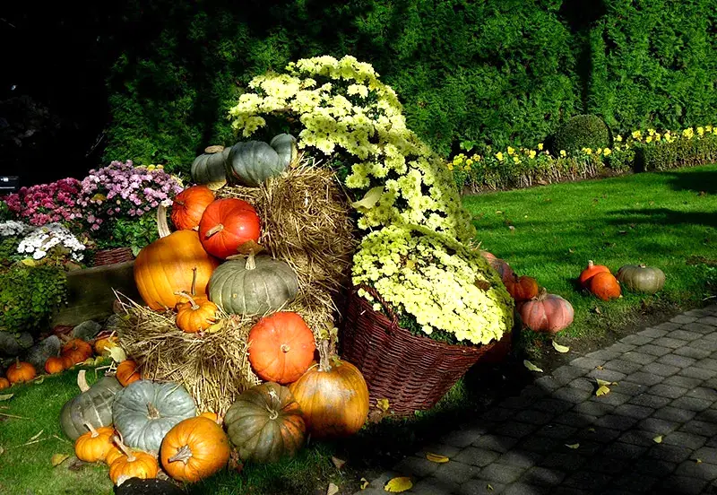 Saksı ve Sepet Çeşitleri